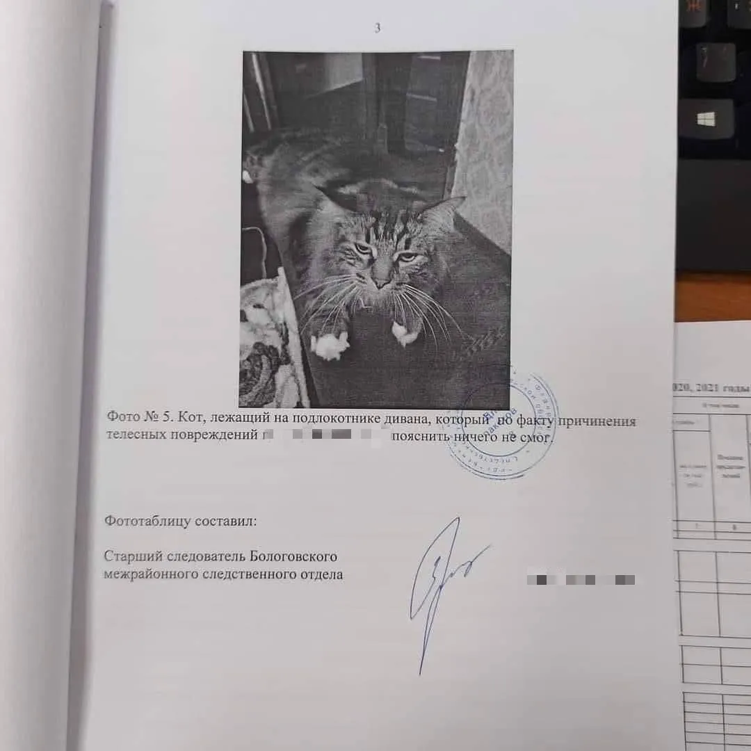 С днём кошочек! #2