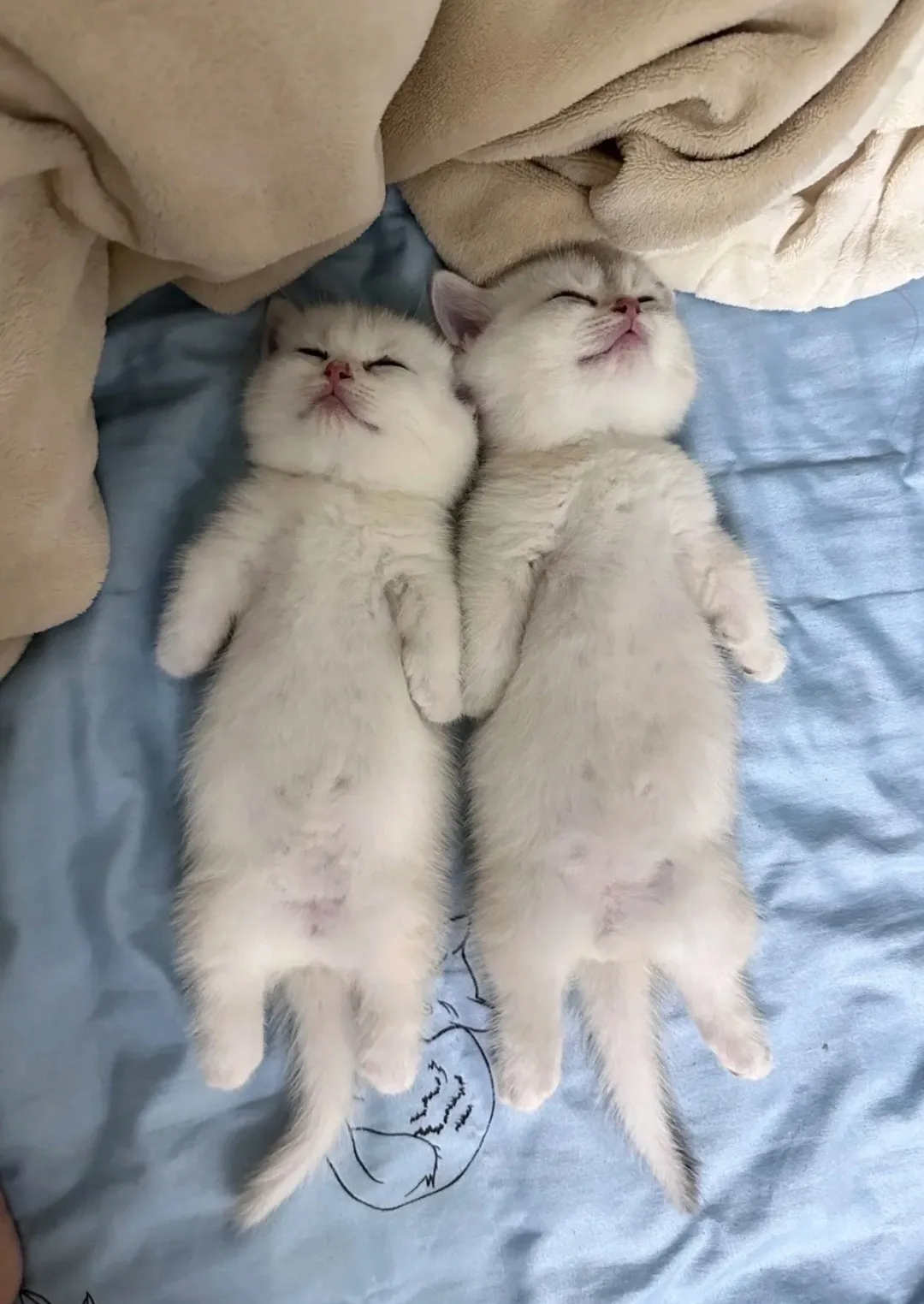 Отдыхательный пятничный котик! #2