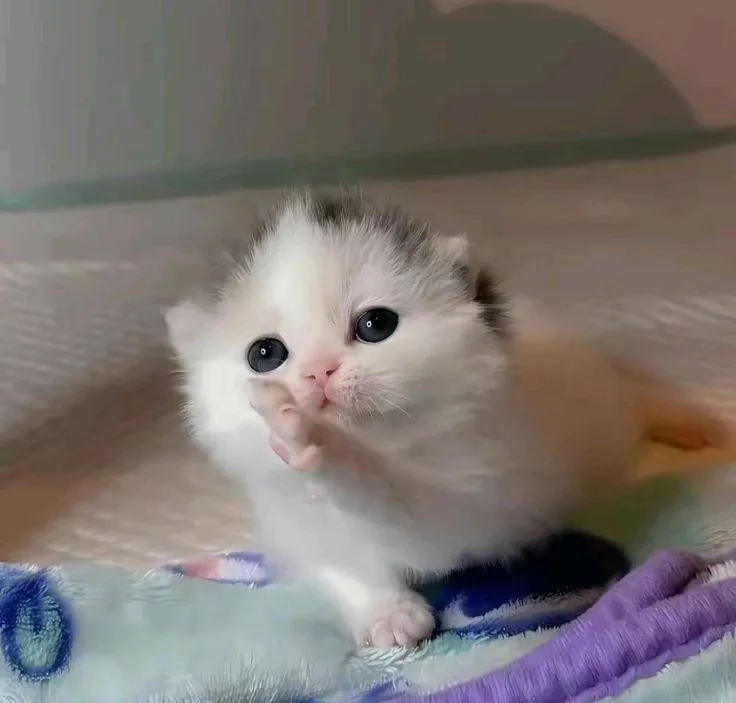 Доброго утра от кота #2