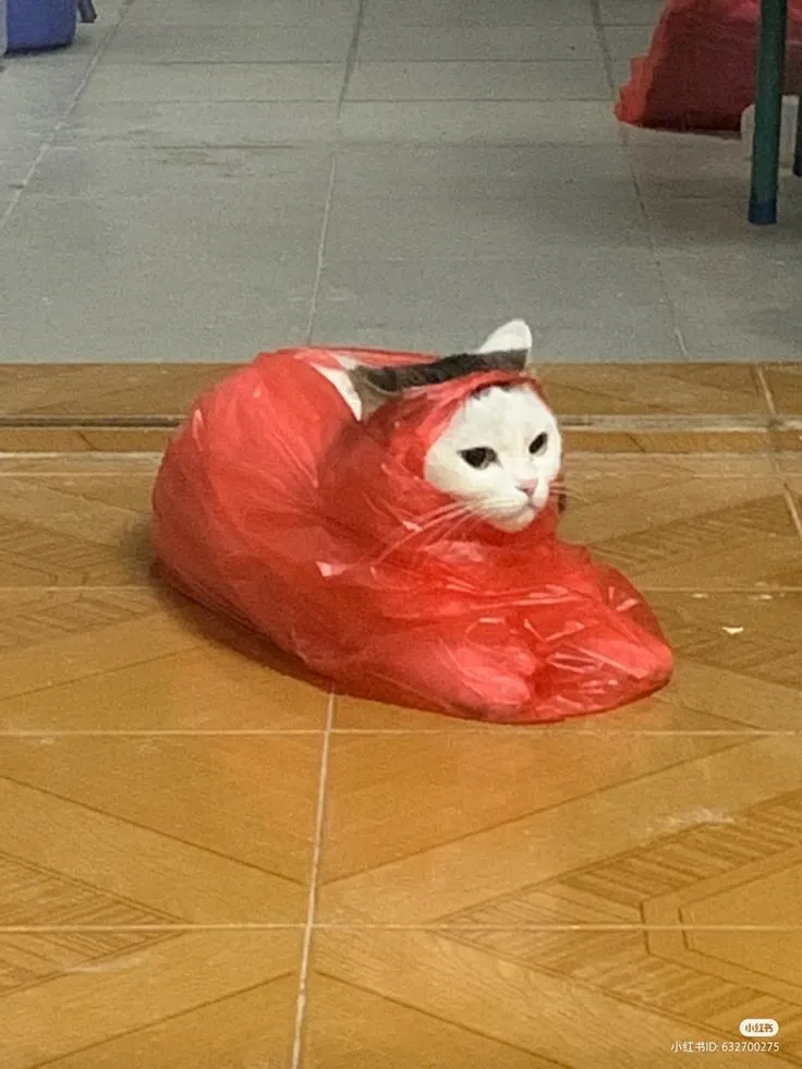 Никто не ожидает котянскую инквизицию! #1