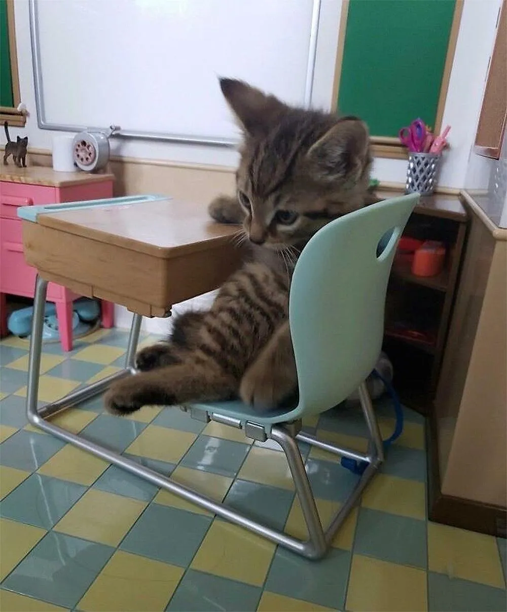 С началом рабочей недели 😉🐈🐾👍 #1
