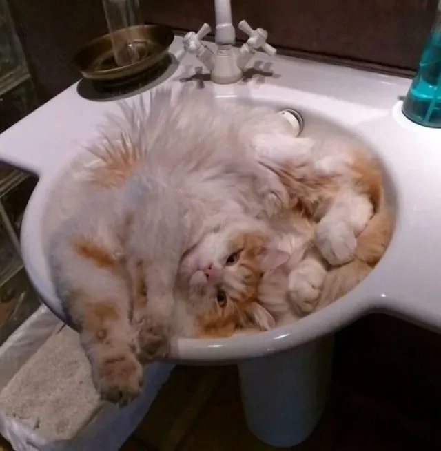 У вас котичка #2