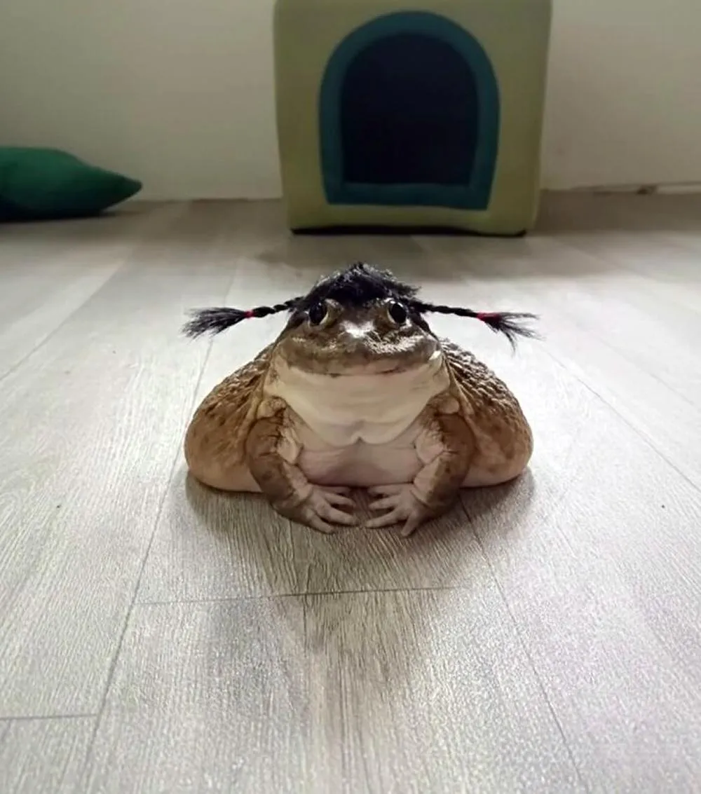 Среда, чуваки 🐸 #2