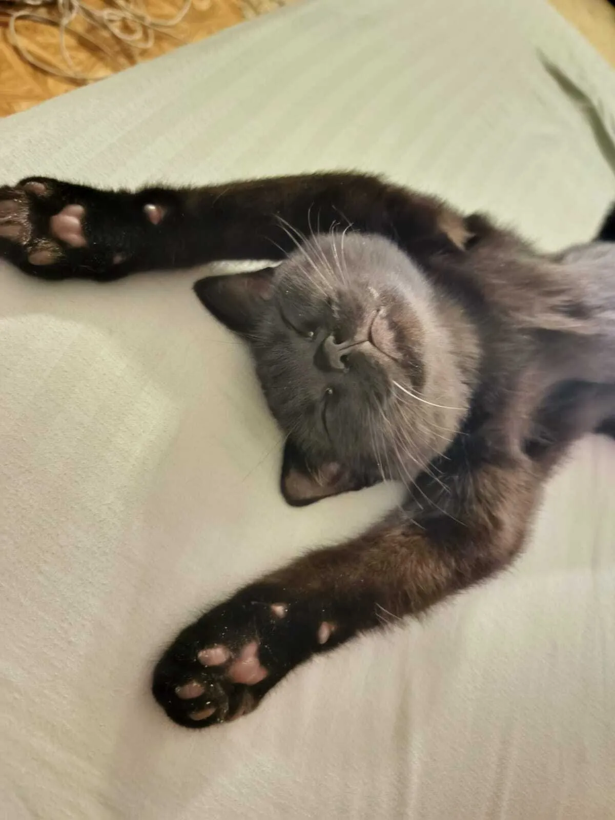 Вот такого вам милого и доброго утра🐾 🌞🥰 #2