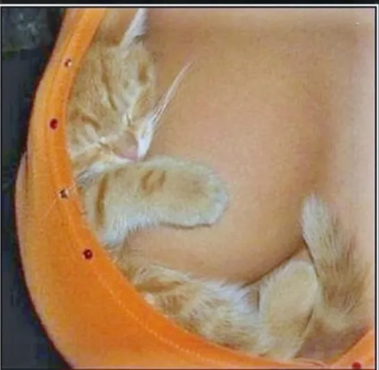 С Добрейшим Утром🐾🌞 🥰 #2