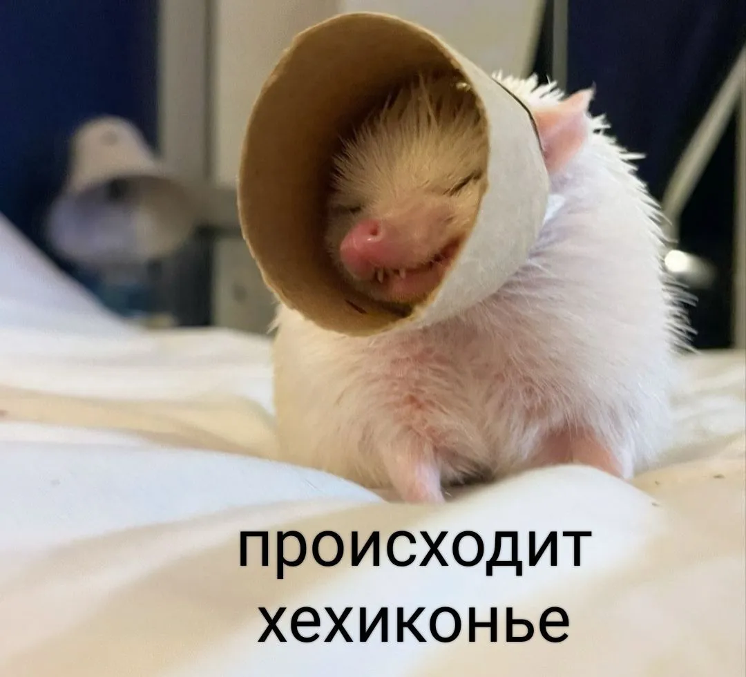 🦔🥰👍 #1