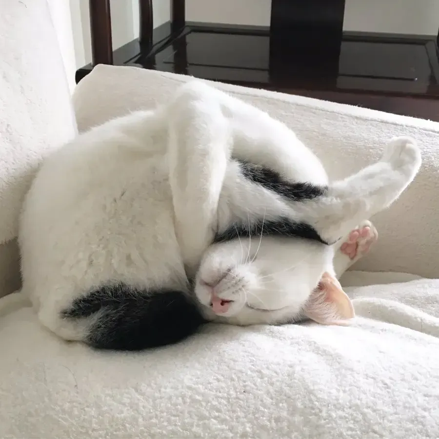 Кошочка запуталась #2