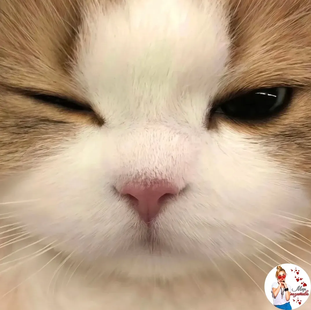 Кошочка запуталась #2