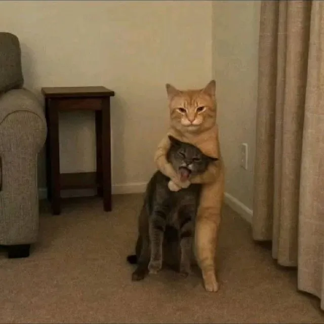 Такая вот любовь 🙃👍😺🐱 #2