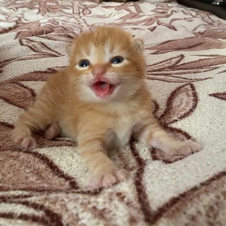 Невероятный паук-человек #2