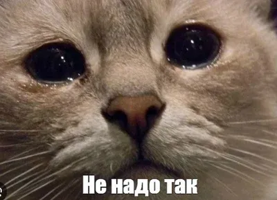 Смертельная доза икры (видео) #2