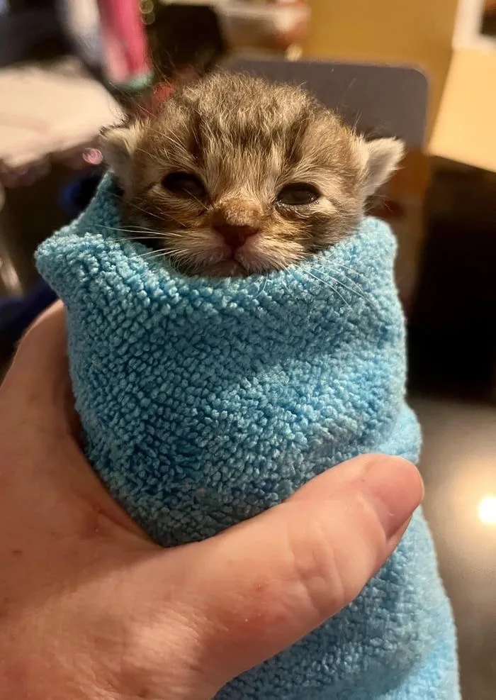 Ночной дожор! #2