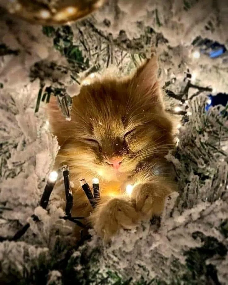 С Первым Января 🎄🥰🐾 #2