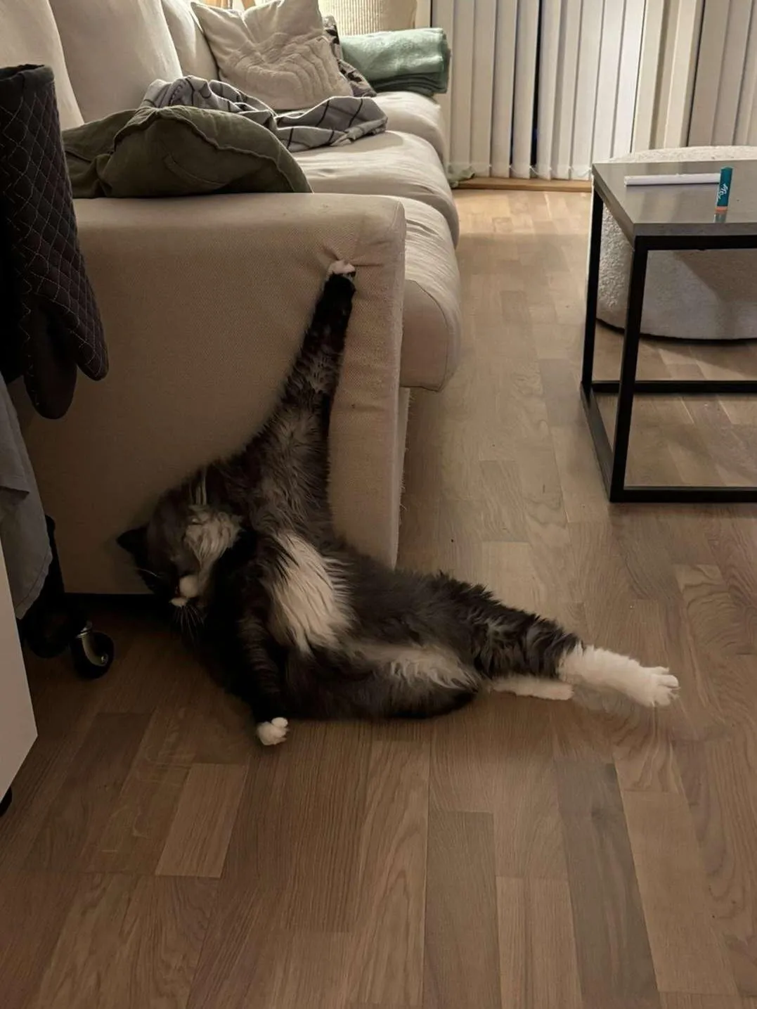 Кошочка умерает от голода #2