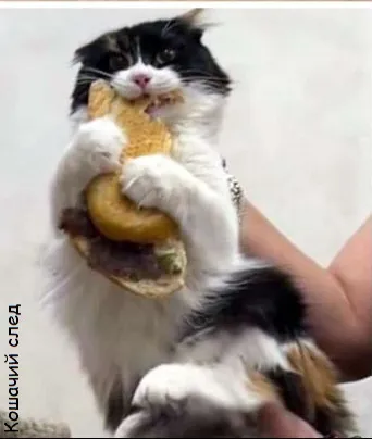 Кошочка умерает от голода #2