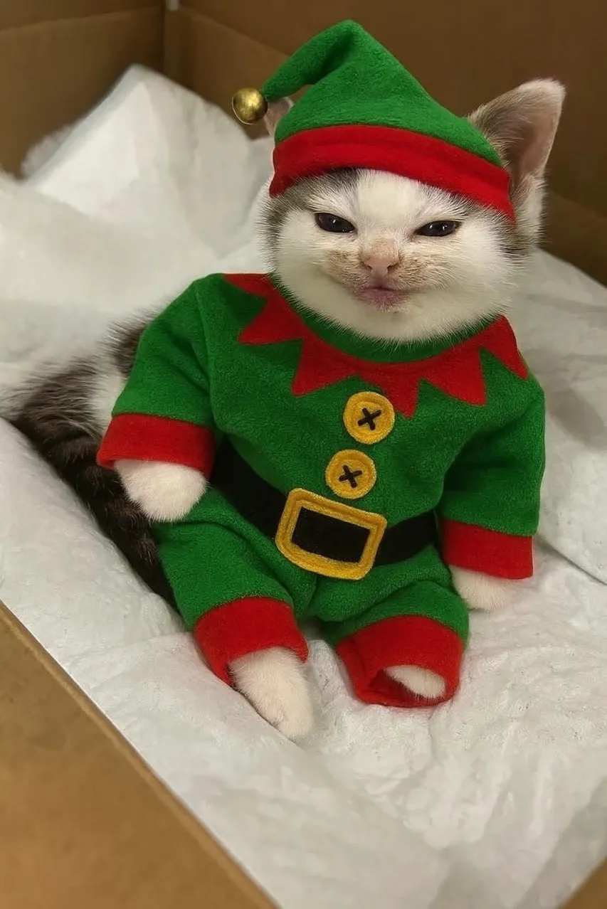 Со Старым Новым Годом 🎄🐾👍 #2