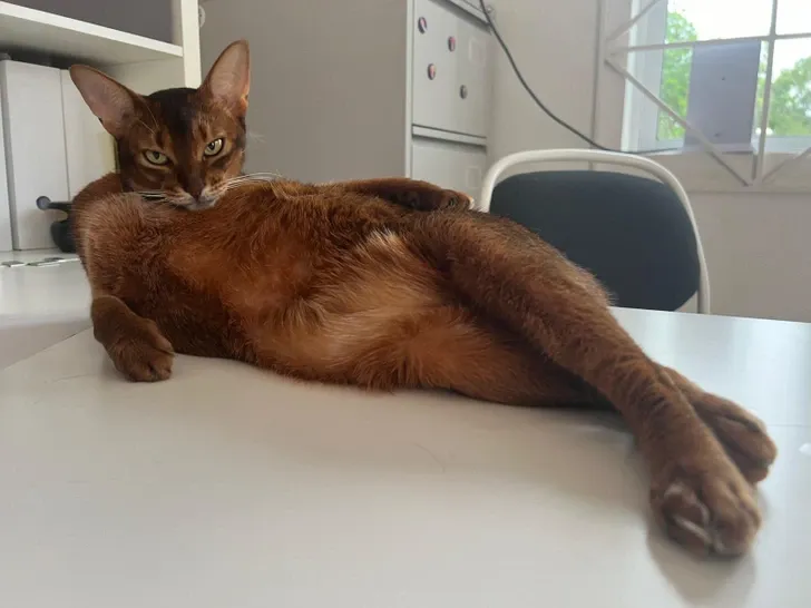 Привет 🐾 #2