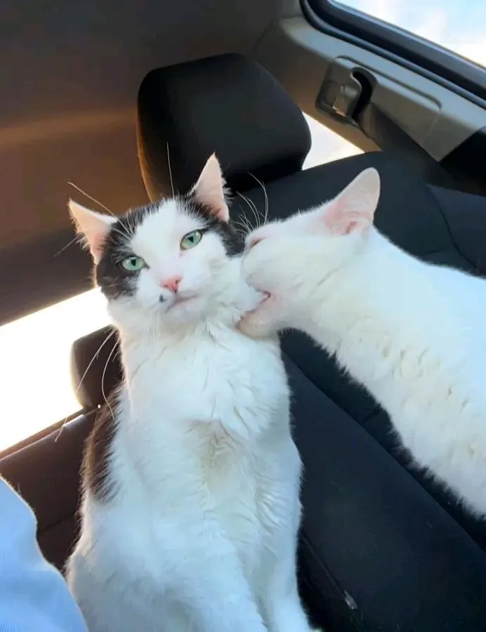 С Добрым Утром🐾🌞🐈 #2