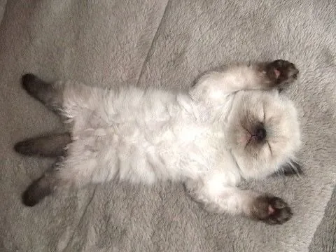 С Добрым Утром🐾🌞🐈 #2