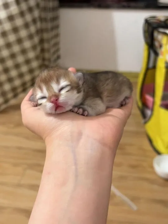 Милый котёнок ☺️💕 #1