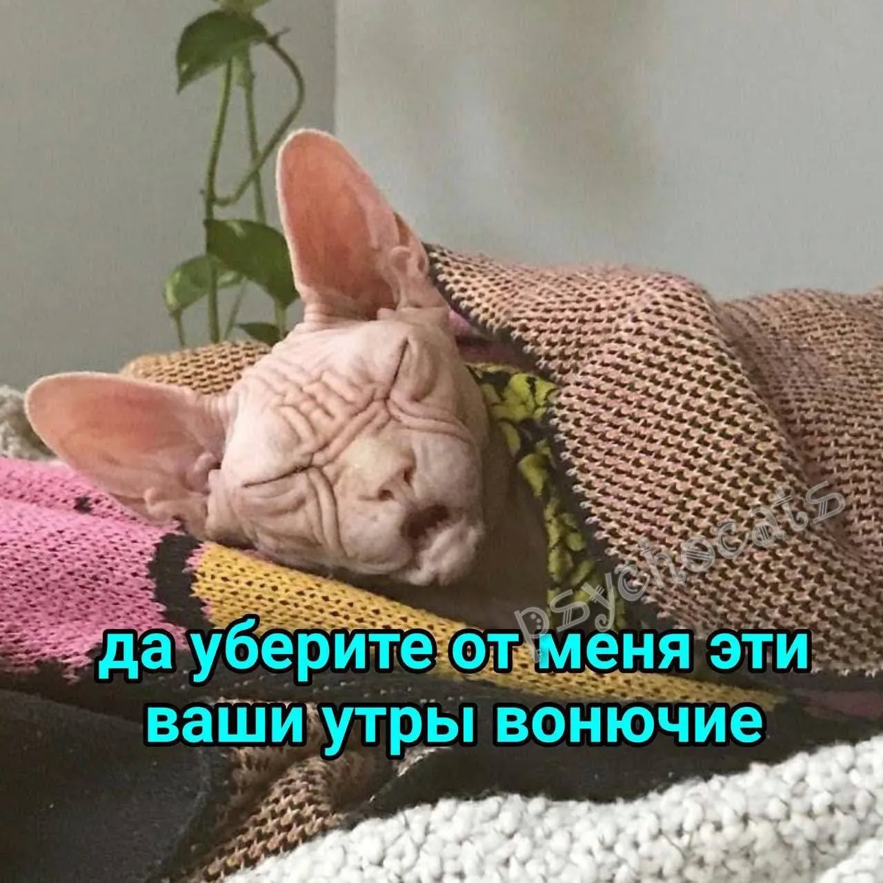 С Добрым Утром🐾🌞🥰 #1