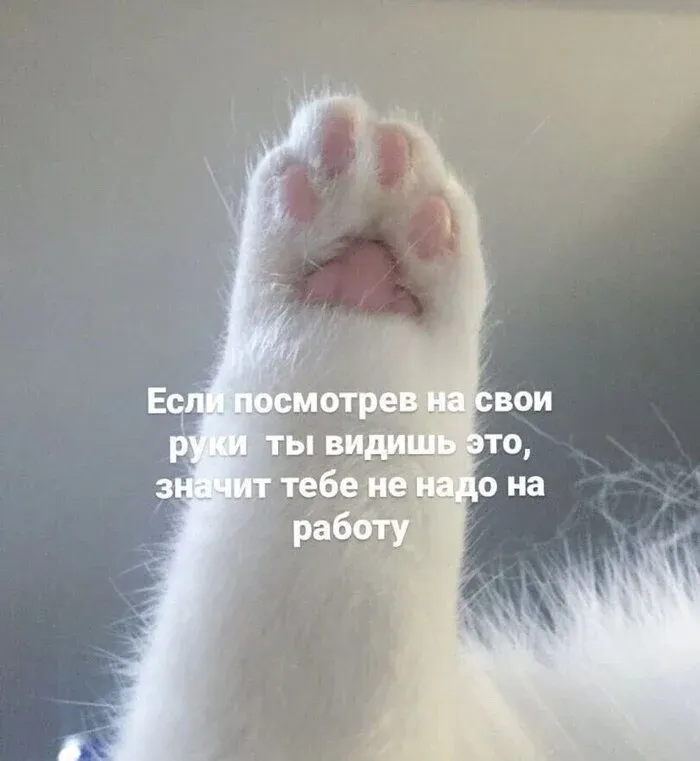 Самая-самая лапка🥰 #2