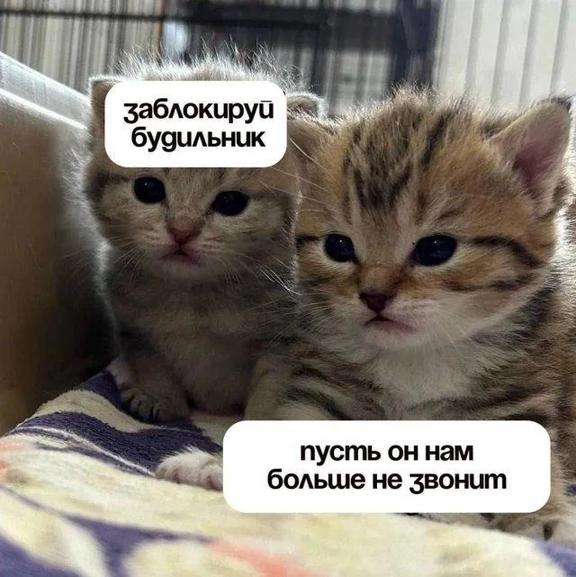 С Добрым Утром🐾🌞🐈 #1