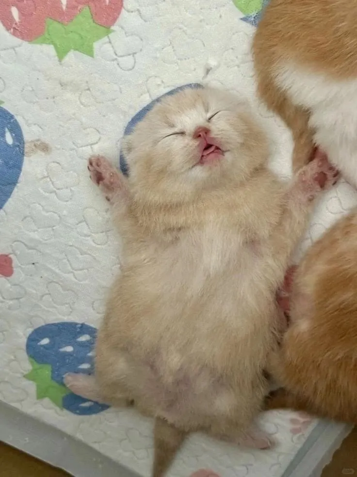 🐾🥰 #2