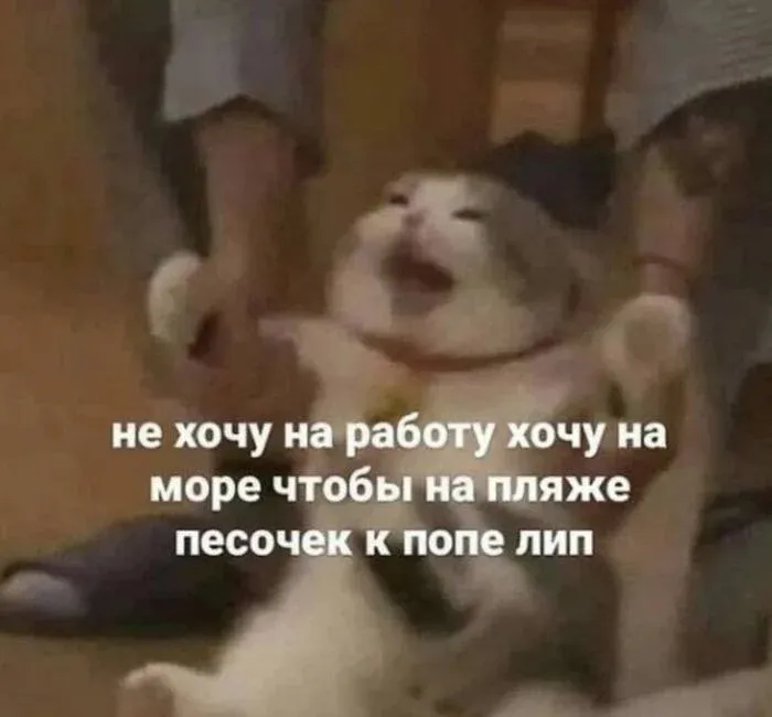 С Добрым Утром🐾🌞🐈 #2