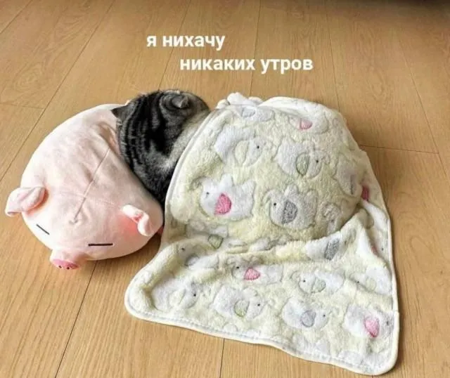 С Добрым Утром🌞🐾 #1