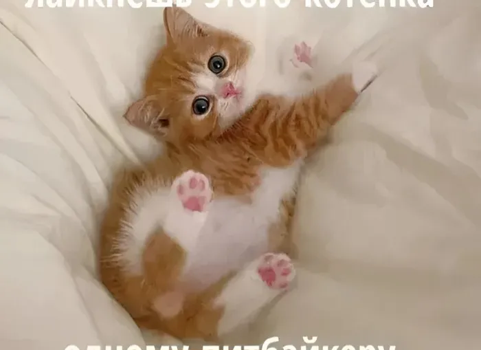 Армия котиков любителям котиков 🐱 #2