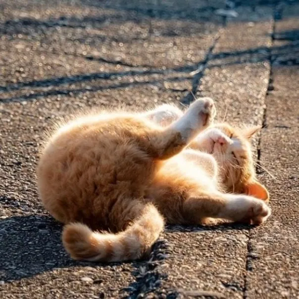 С Добрым Утром🌞🐾 #2