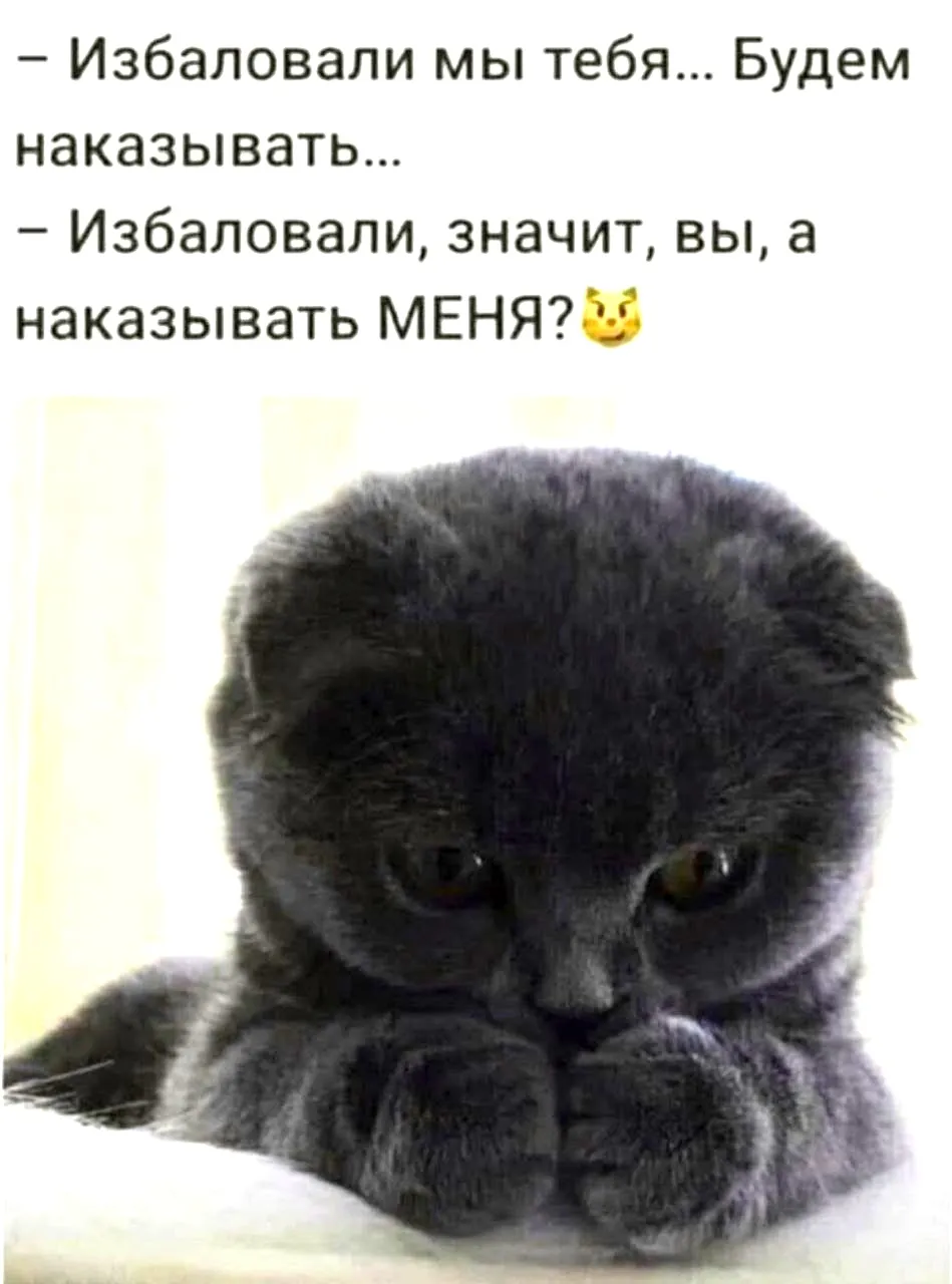 Вы любите котиков #2