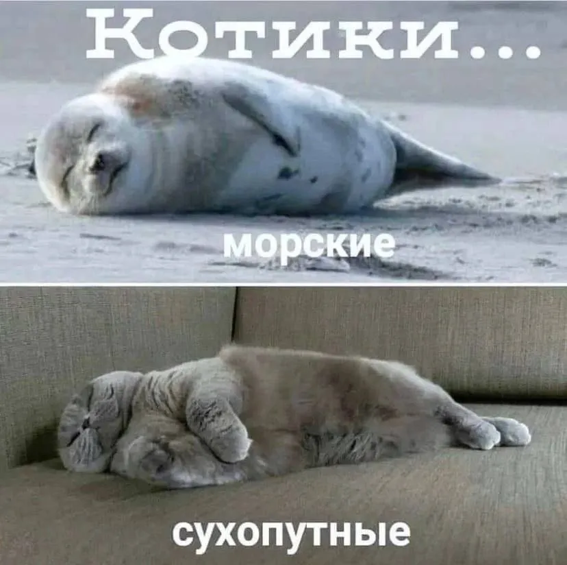 Котики  #1