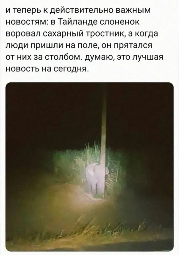 Животные 