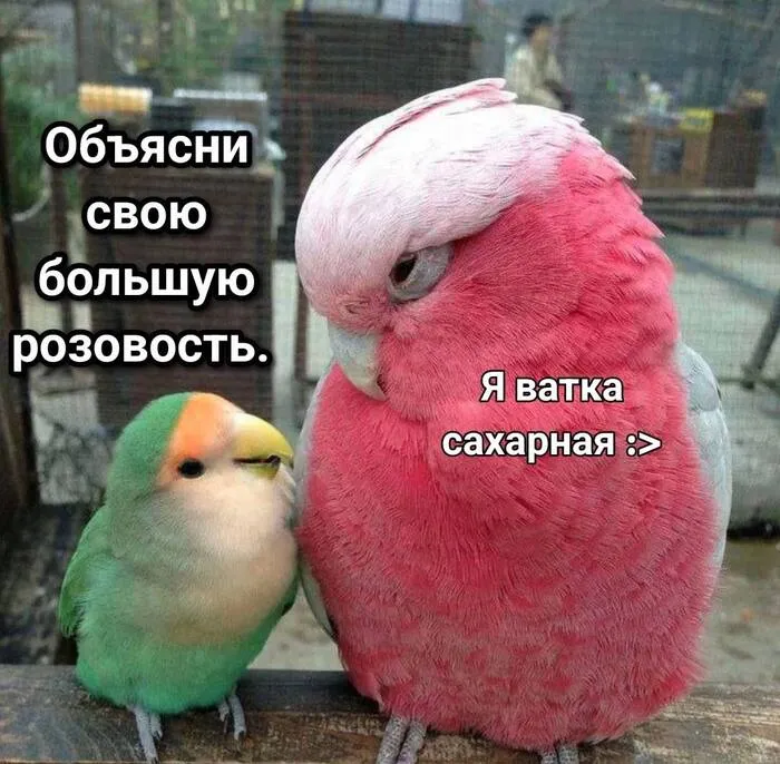 Ням-ням. #1