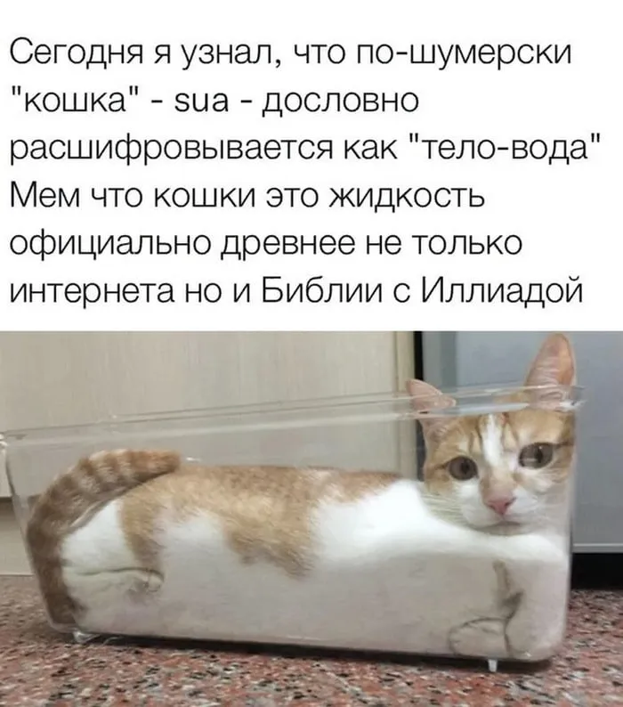Коты это жидкость. #1