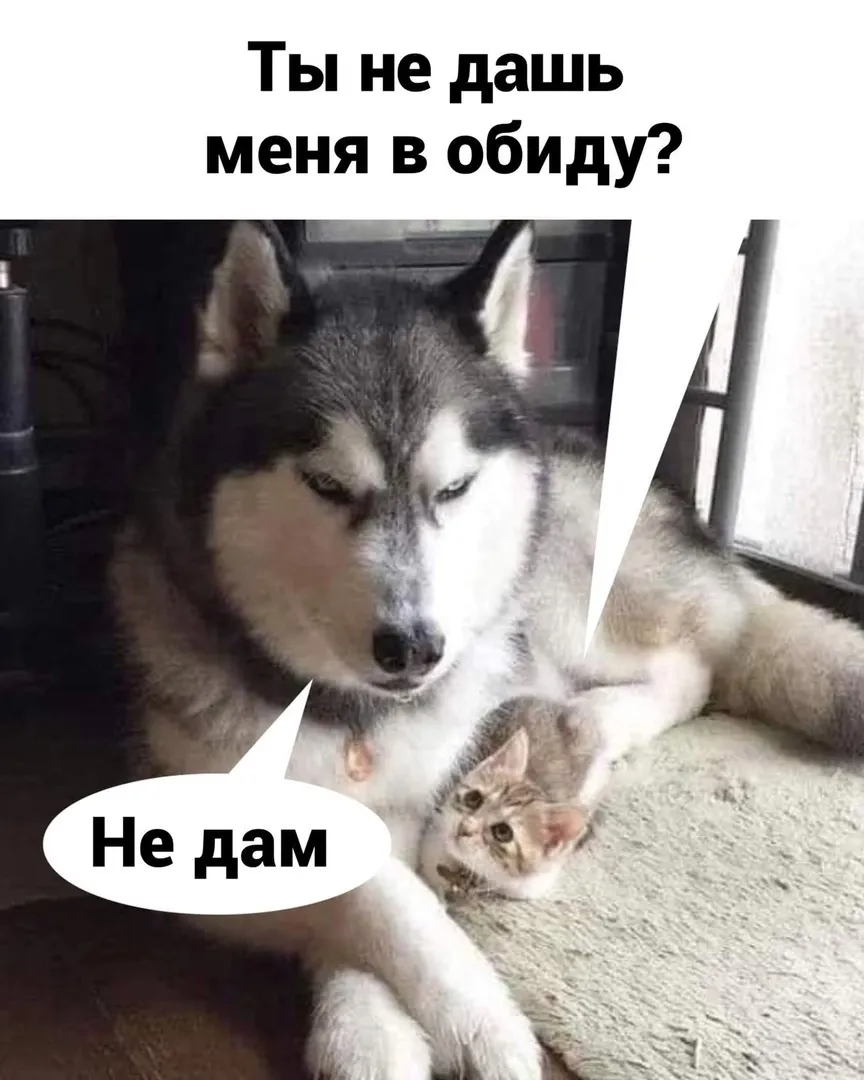 Брут и Пикси 😁 #1