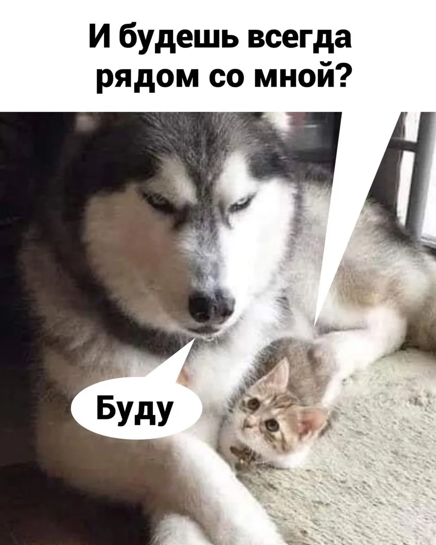 Брут и Пикси 😁 #2