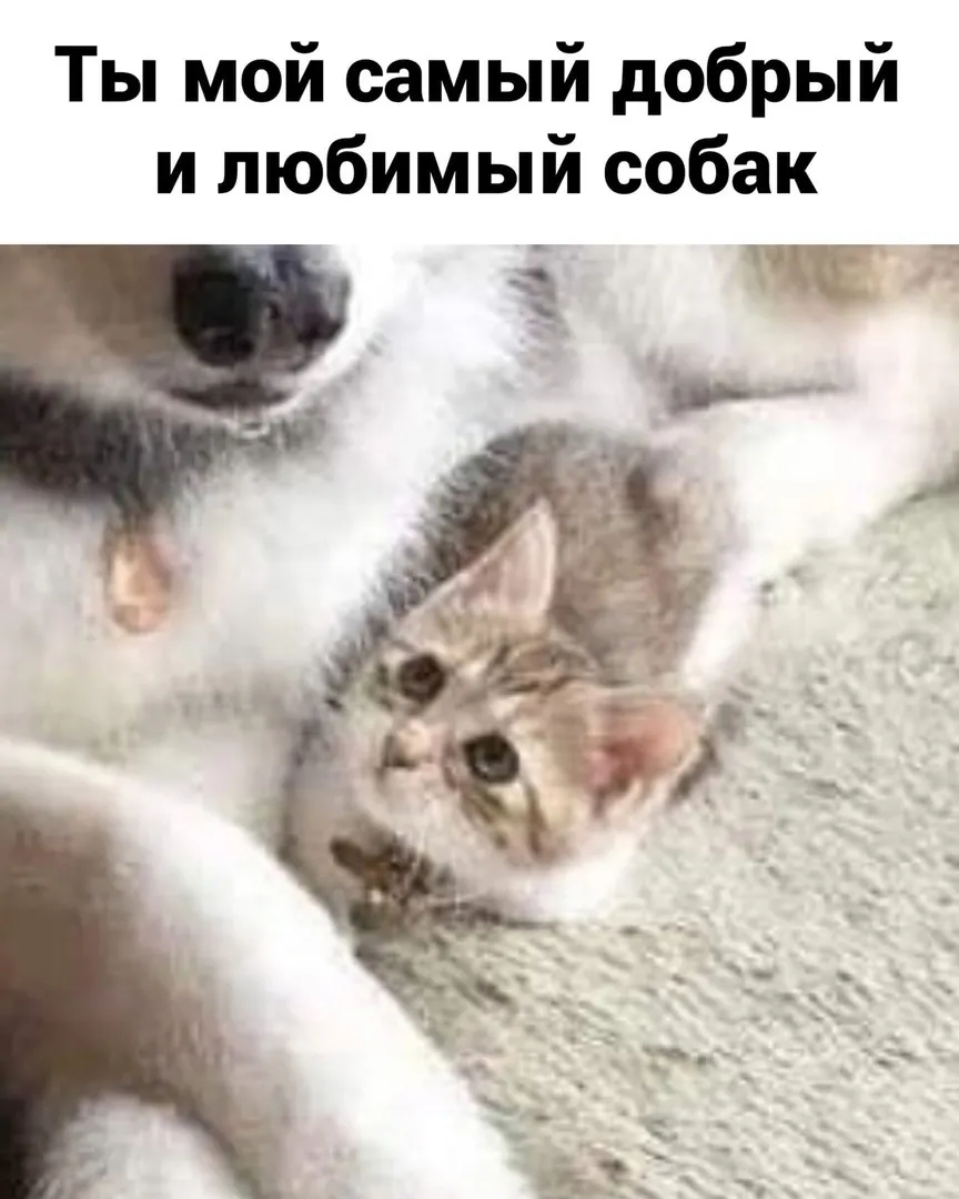 Брут и Пикси 😁 #3