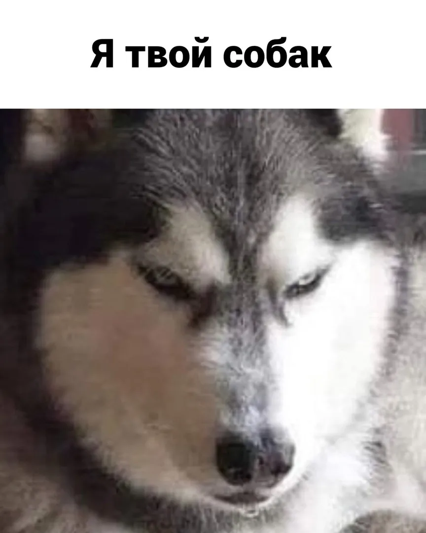 Брут и Пикси 😁 #4