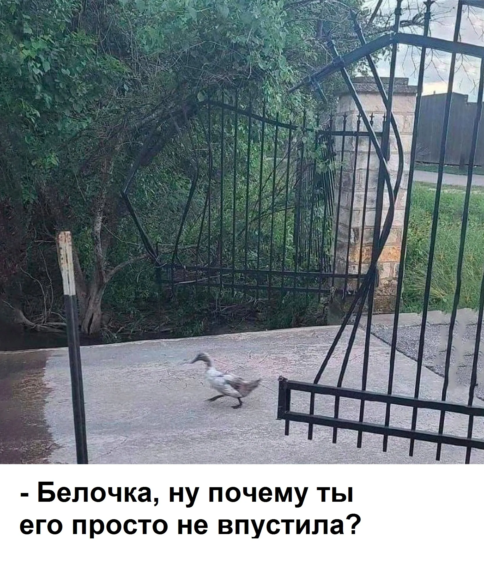 Белка #1