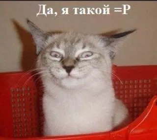 Кошачье свойство⁠⁠ #1
