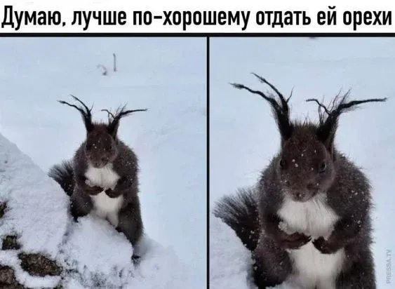 🐿🐿🐿 #1