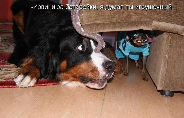 Самая ласковая псинка #2