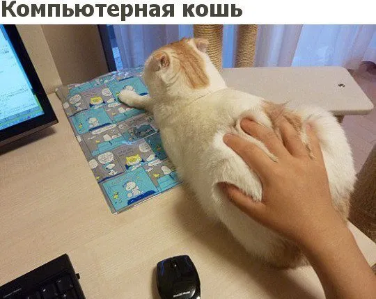Наташа, я мышь поймал #1