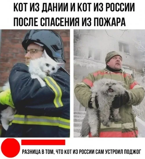 Всем кошатникам на заметку  #2