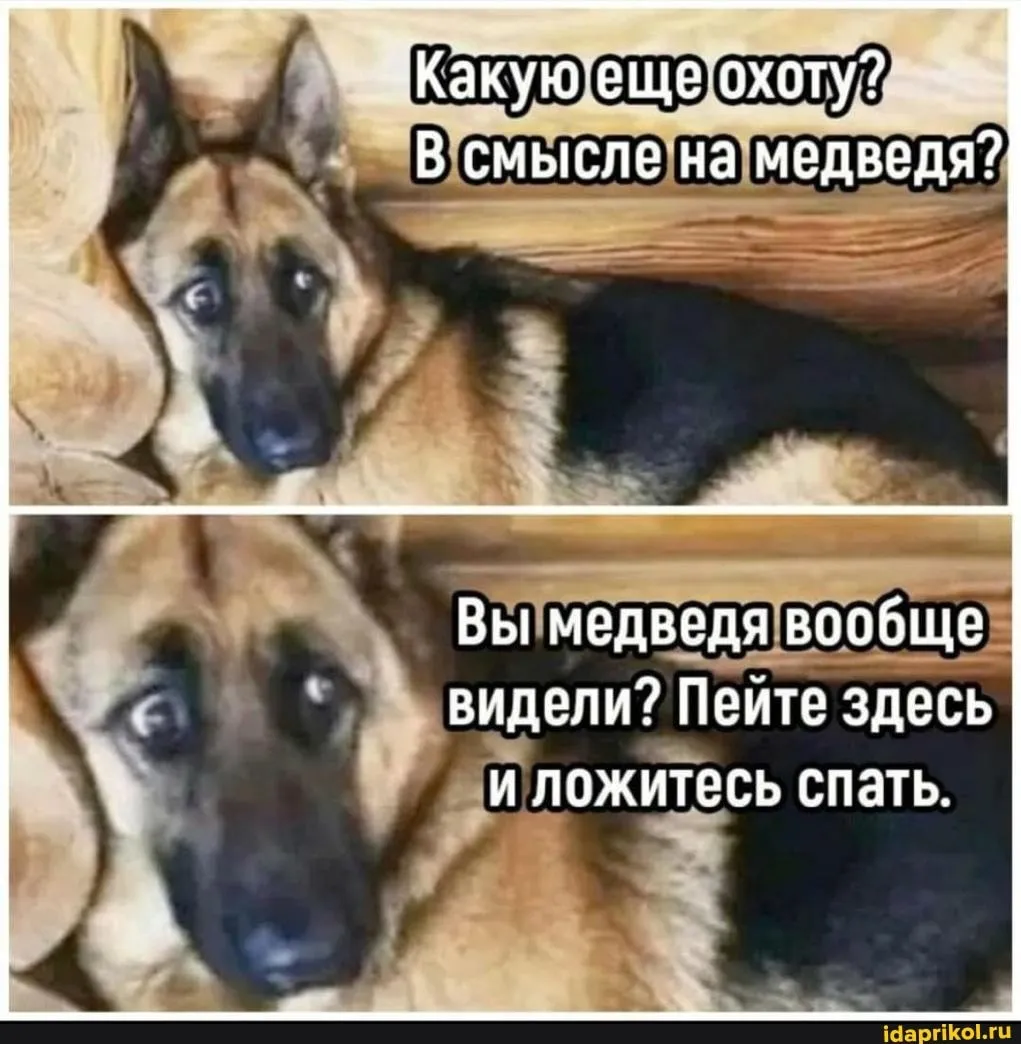 Кошачья почта  #2