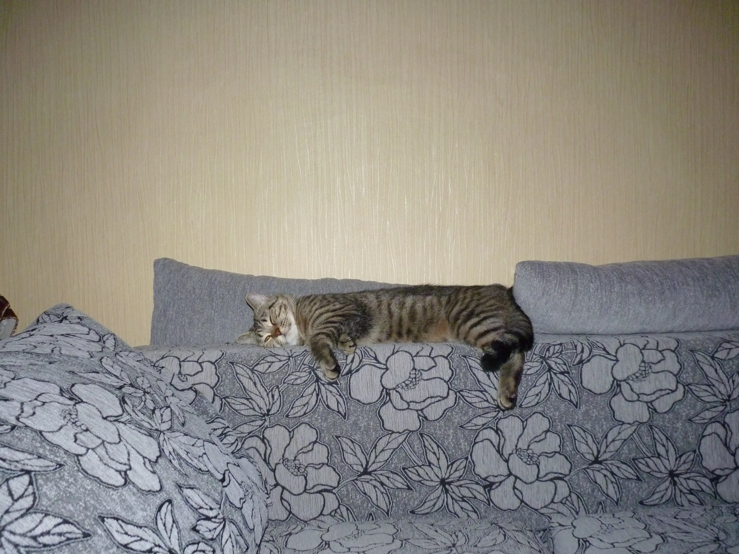 Любимое место отдыха кошки. #2
