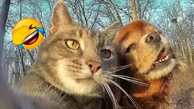 Вот так живут кошки с собаками!